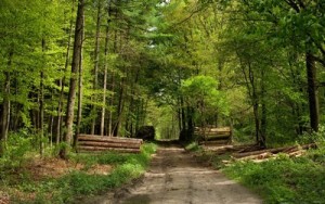 forest_wallpapers_37