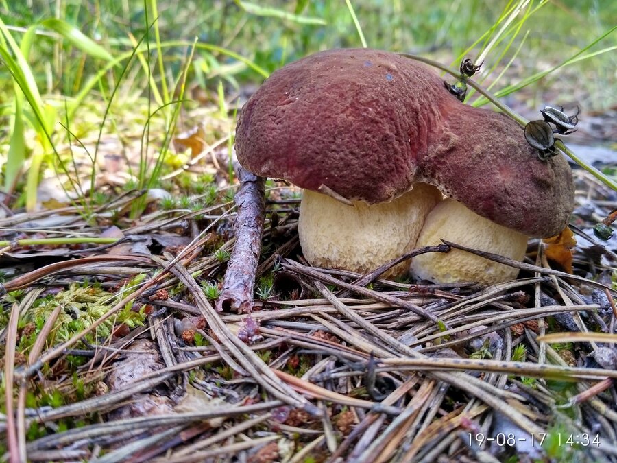 IMG_20170819_143420_HDR