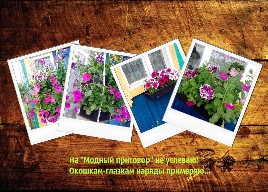 Артемкова Ант.Моис. (ОК)