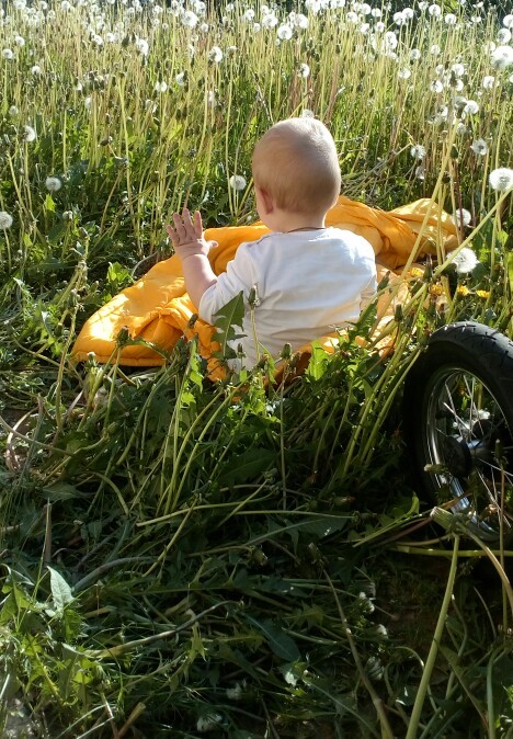 Катя Журавлева Самый большой в мире одуванчик !!!