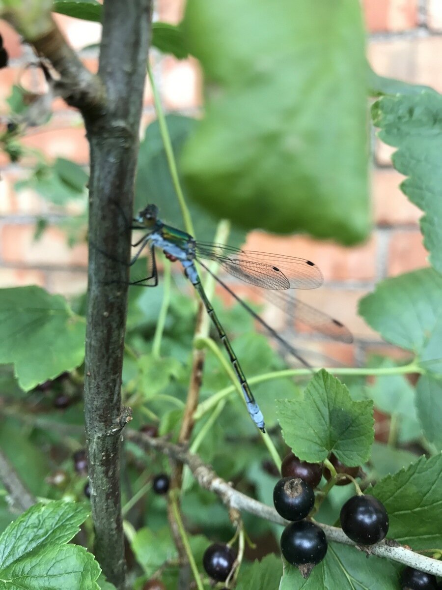 попрыгунья стрекоза