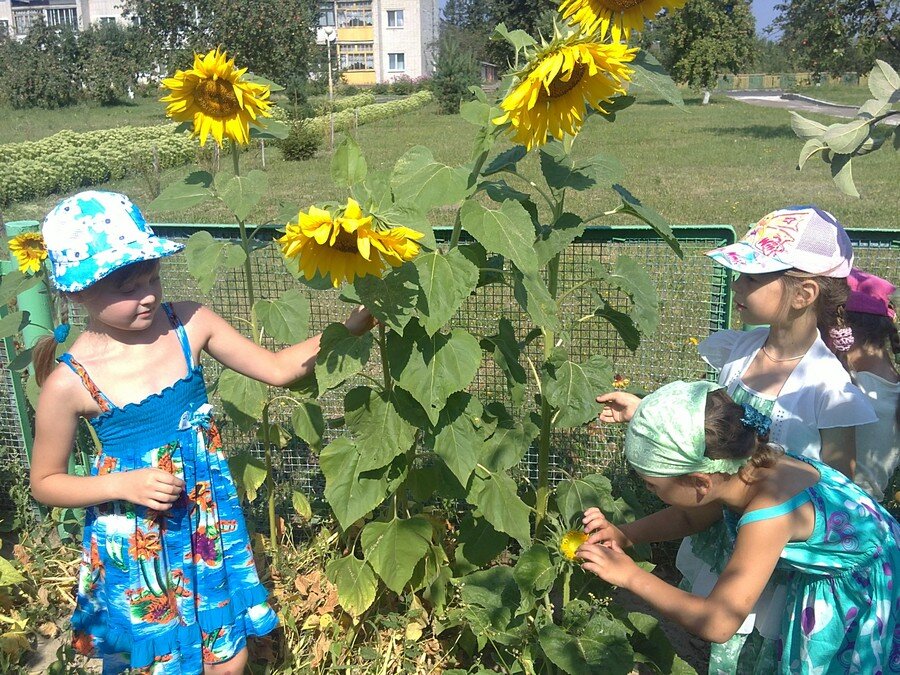 словно солнышко