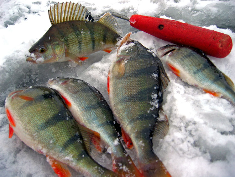 Первый этап Чемпионата Беларуси по рыбной ловле пройдет 7-8 декабря на Чигиринском водохранилище