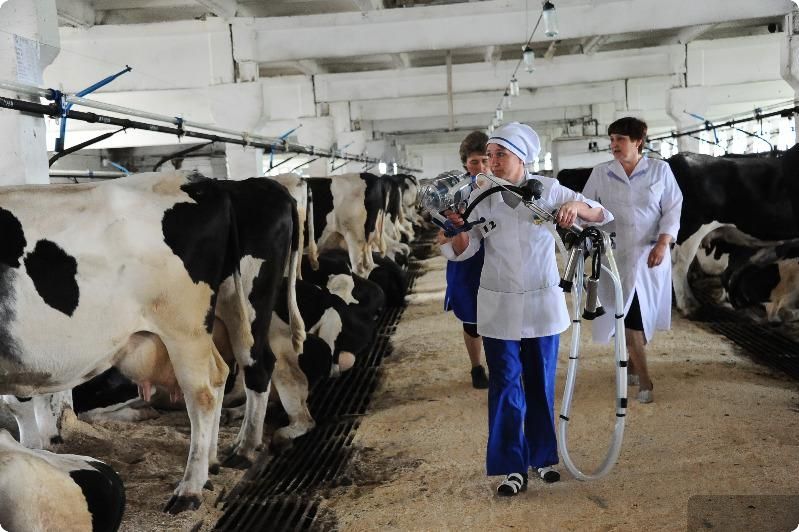 Четверо представителей Кировщины примут участие в областном конкурсе профмастерства среди операторов машинного доения коров