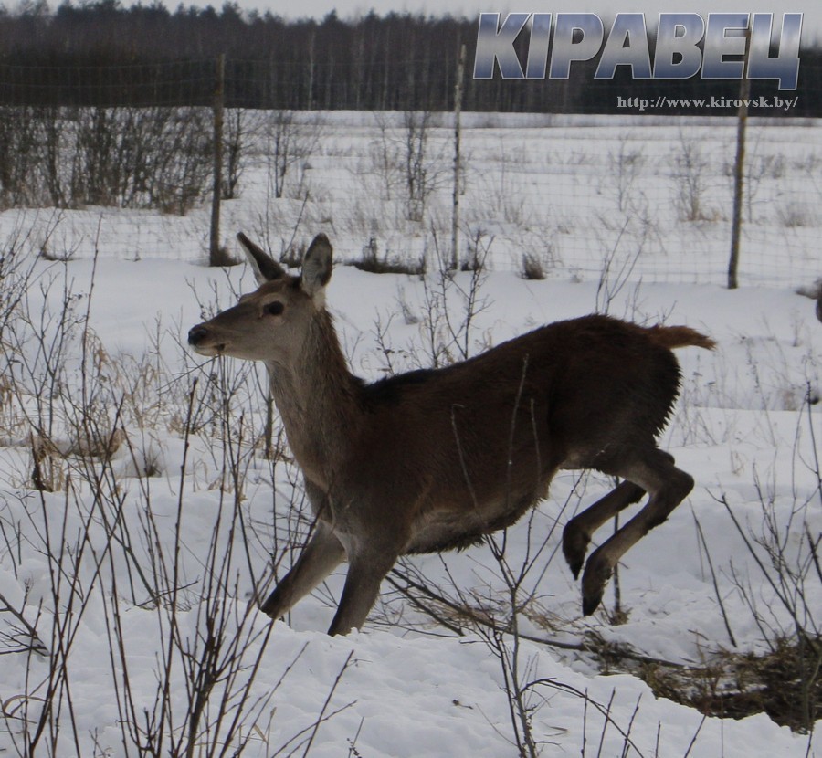 Олени-3