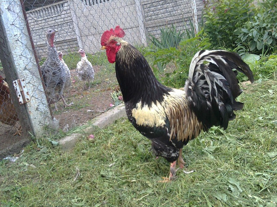 Фотоконкурс-1