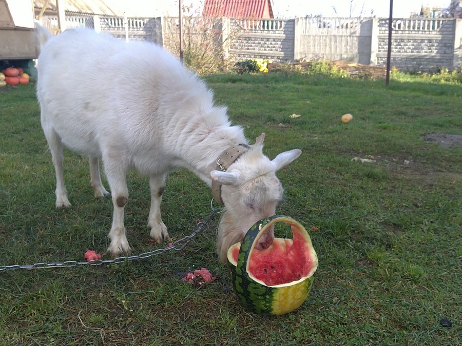 Фотоконкурс-2