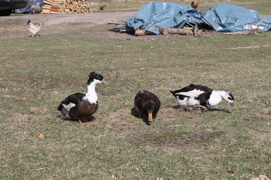 Порядочек-4