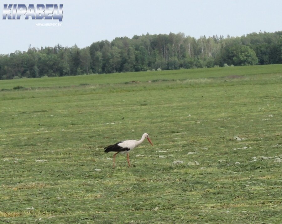 РАПТС косит-1