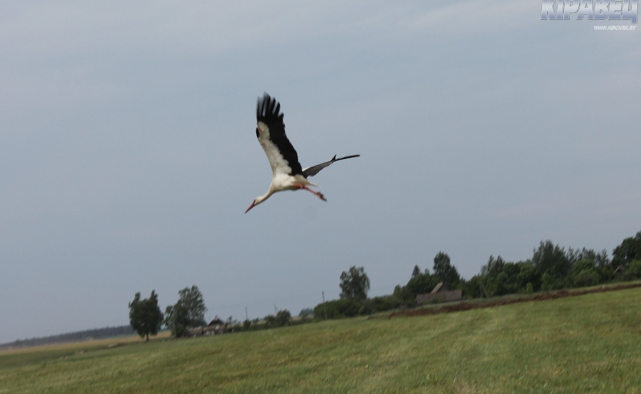 РАПТС косит-4