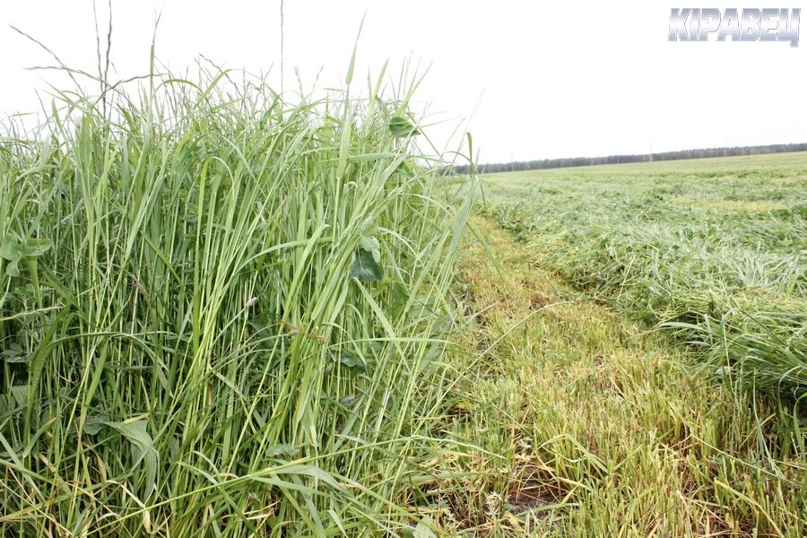 РАПТС косит-6