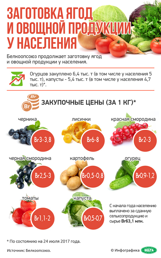 Заготовка ягод и овощной продукции у населения (инфографика)