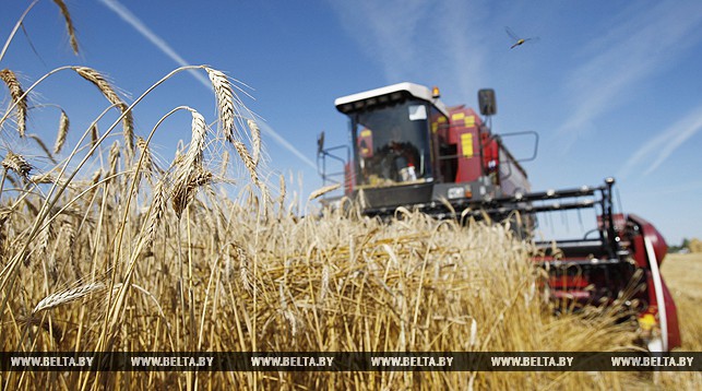 Белорусские аграрии намолотили более 3 млн т зерна.