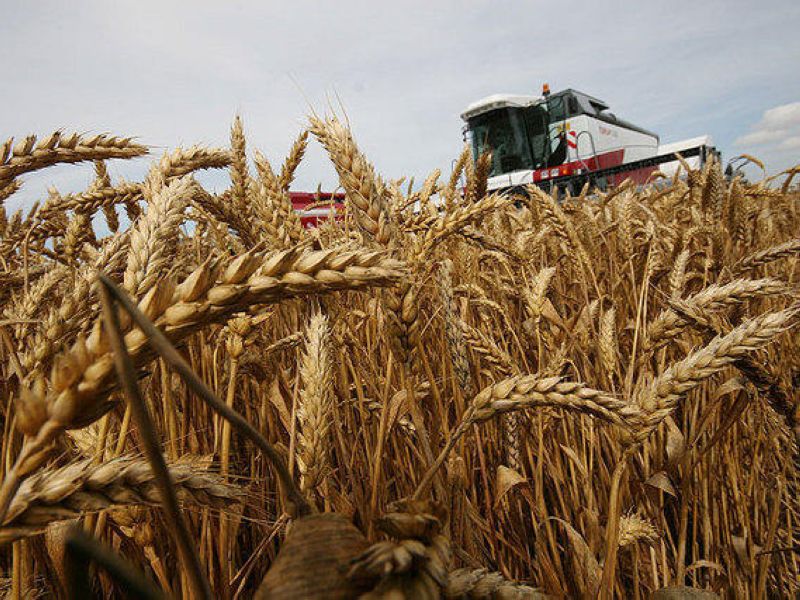 Хлеборобы Кировщины первыми в Могилевской области завершили уборку зерновых культур.