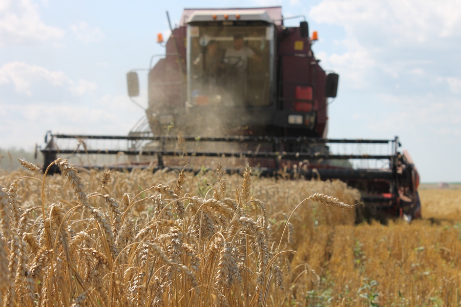Белорусские аграрии намолотили более 3,5 млн т зерна.