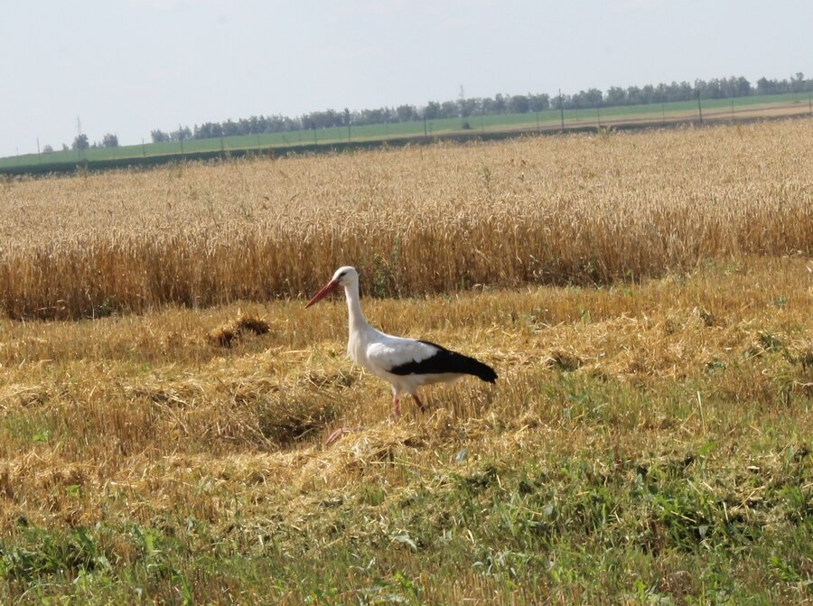 РАПТС жниво-4