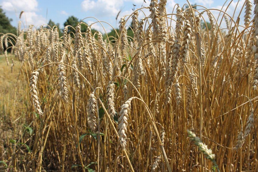 РАПТС-жниво-6