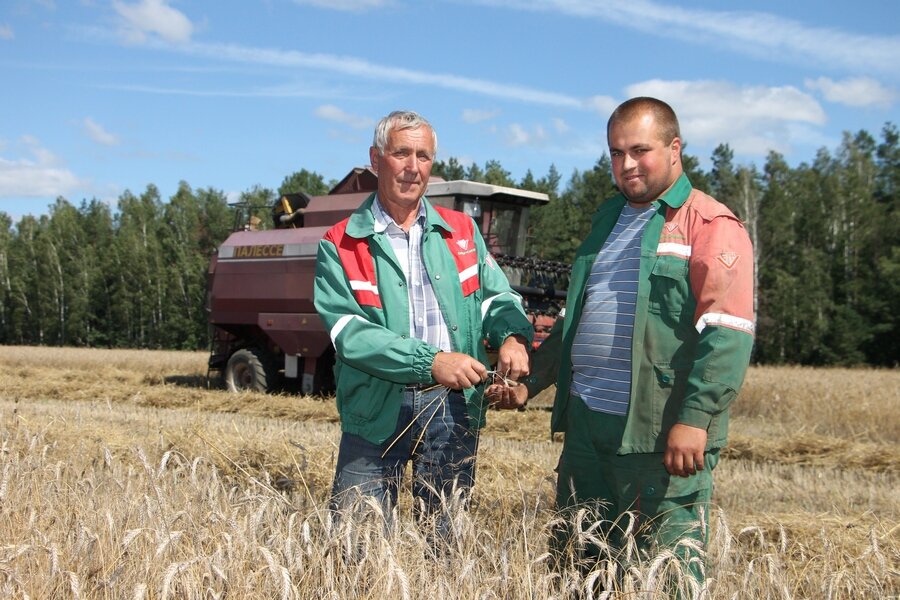 Чигир-жниво