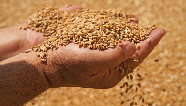 Урожай зерна в Беларуси превысил прошлогодний на 10%