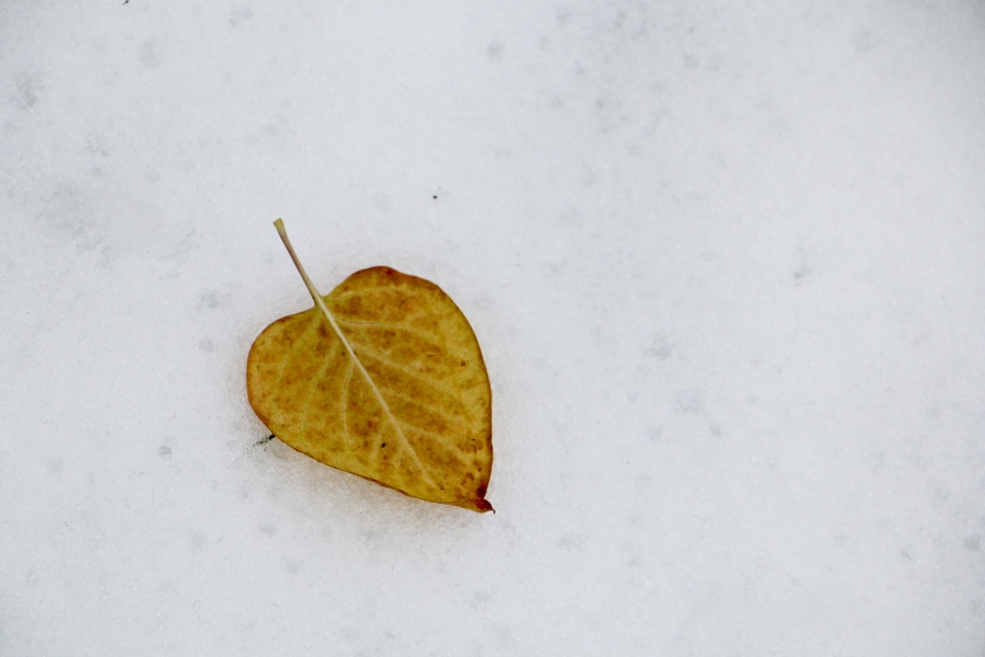 Зим пришел-4