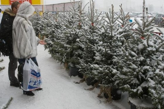 Почем новогодние сосны и ели в Кировске?
