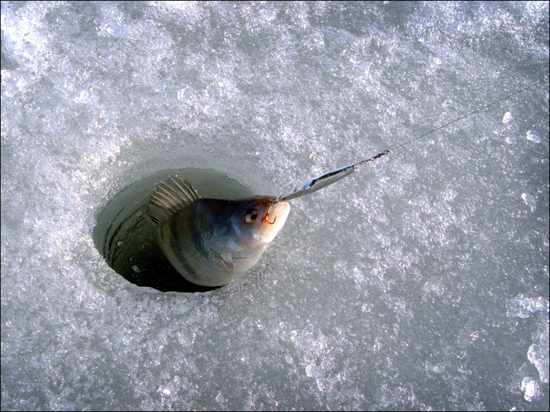На Чигиринском водохранилище пройдет 1-й этап Чемпионата  Республики Беларусь  по спортивному лову рыбы  на мормышку со льда