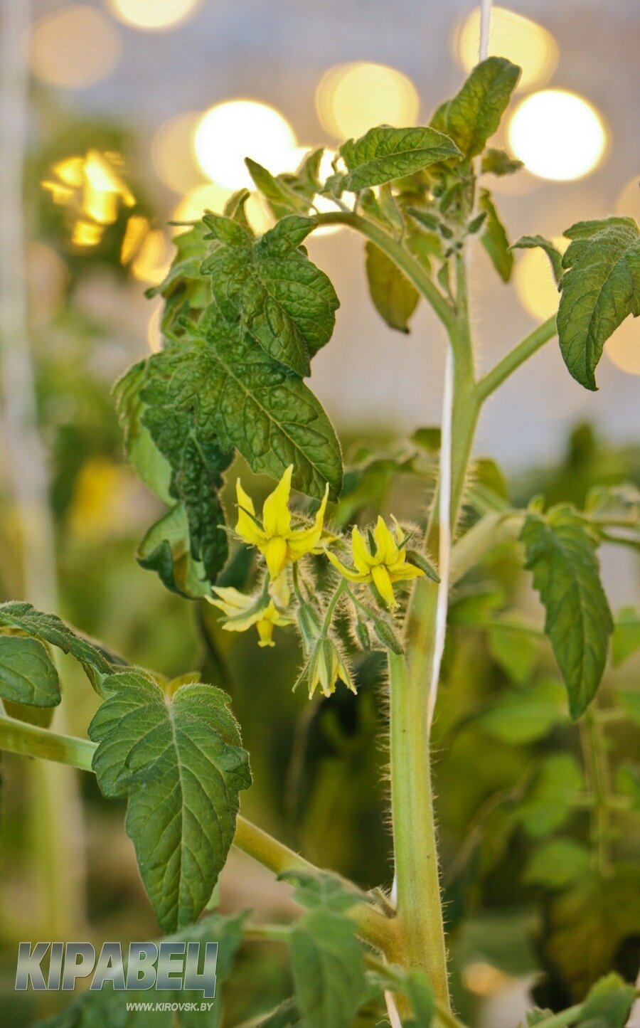 Тепленько-3