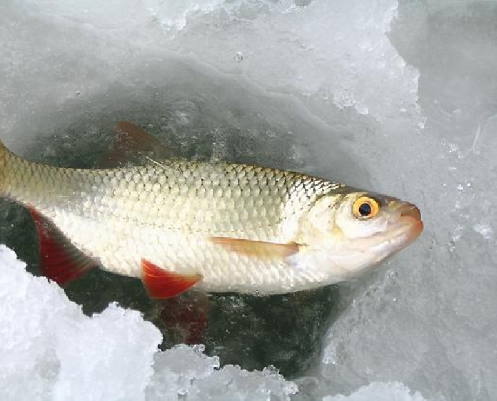 Экологи Кировщины просят жителей района оказать содействие в предупреждении замора рыбы