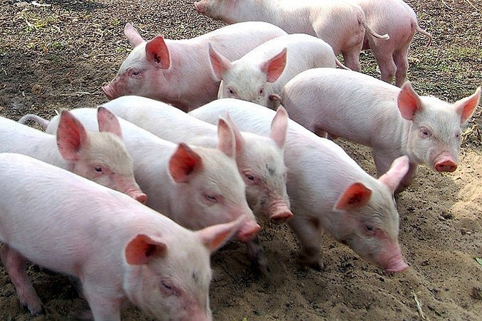 Опасность возникновения африканской чумы свиней на Кировщине сохраняется