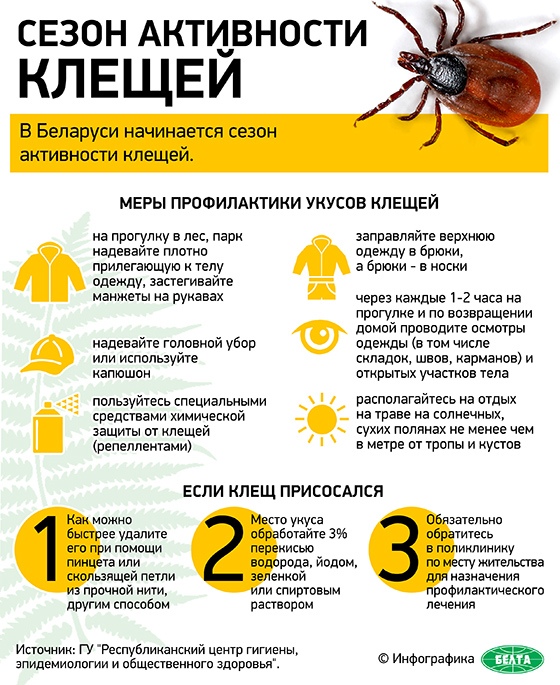 Сезон активности клещей (инфографика)