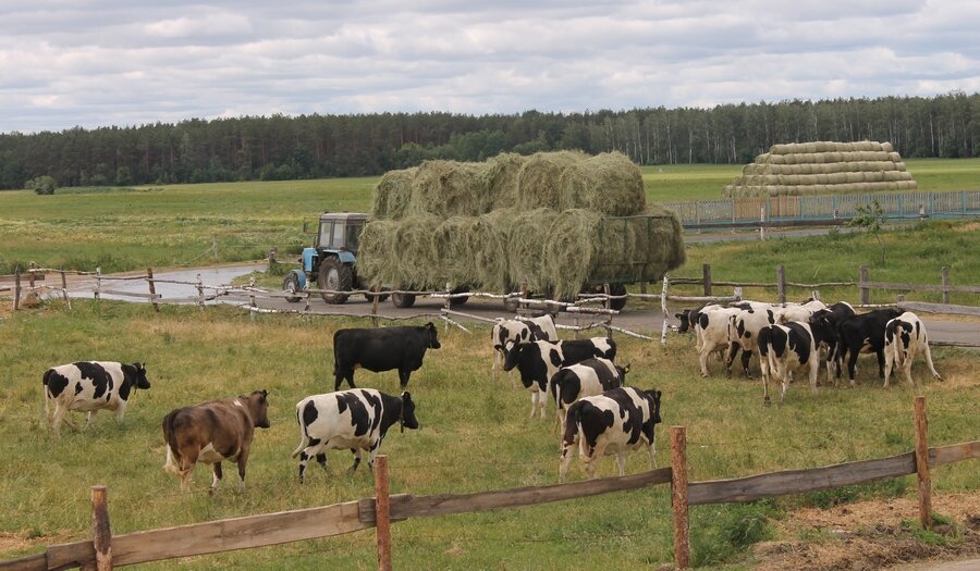 Рассвет косит-5