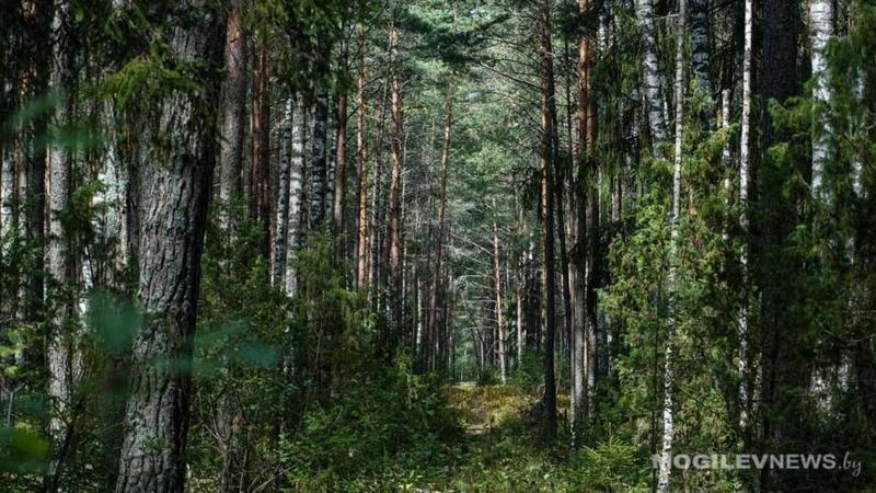 В Бобруйском и Кировском районах снят запрет на посещение лесов