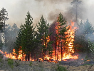 Лесные пожары – дело рук человека