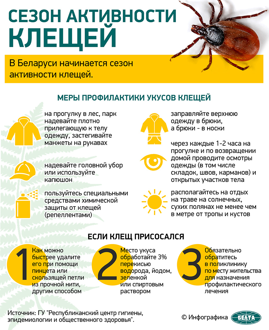 В Беларуси начинается сезон активности клещей (инфографика)