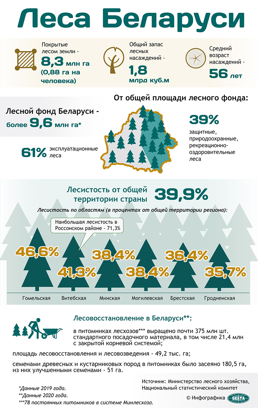 Леса Беларуси (инфографика)