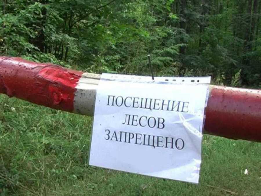 В Кировском районе вновь введен запрет на нахождение в лесном фонде