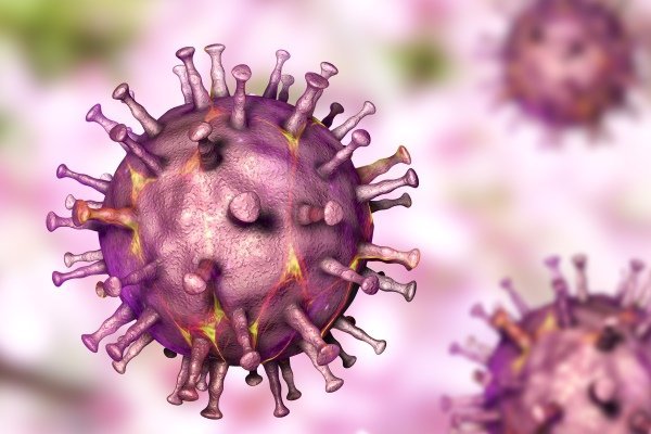 Африканская чума: чем она опасна для свиней и человека?