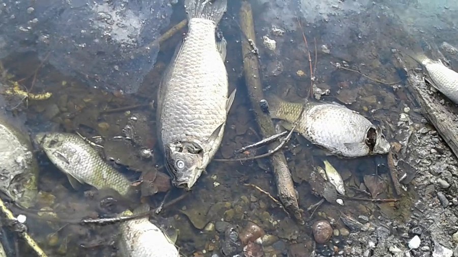 Чтобы не случились летние заморы рыбы – информирует Кировская райинспекция природных ресурсов и охраны окружающей среды