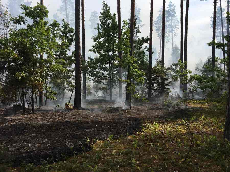 В Кировском районе ликвидировано загорание леса