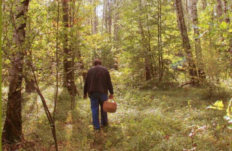 Как не заблудиться в лесу? – напоминает и советует Кировский РОВД