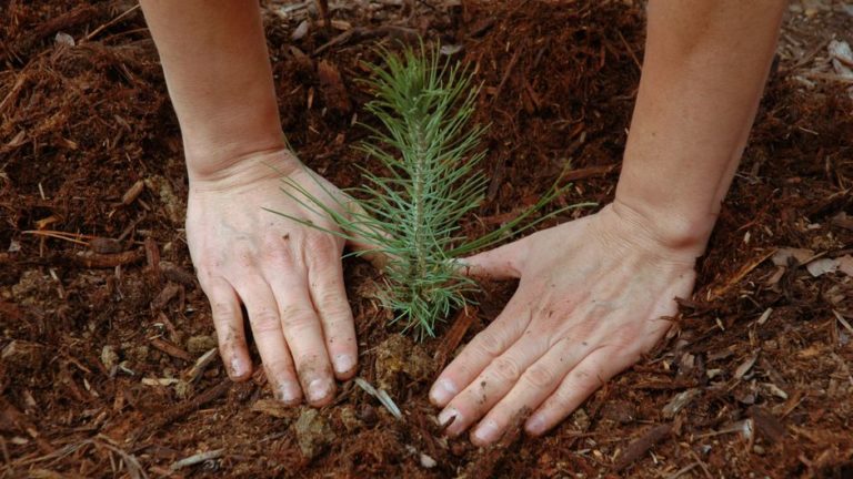 Как правильно посадить дерево, кустарник? – разъясняет Кировская районная инспекция природных ресурсов и охраны окружающей среды