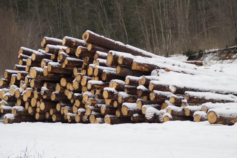 Заготавливать дрова нужно без нарушений – напоминает Бобруйская межрайонная инспекция охраны животного и растительного мира