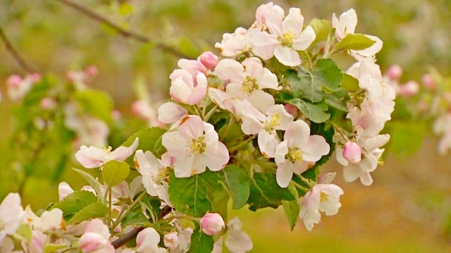 Сады цветут в Могилевской области – будем с фруктами (видео)