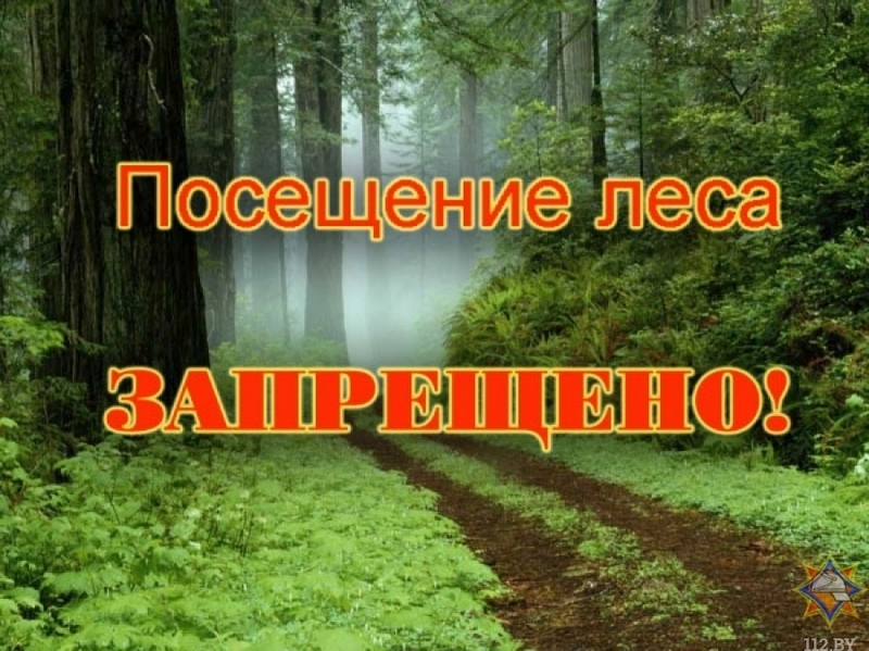 В Кировском районе введен запрет на посещение лесов