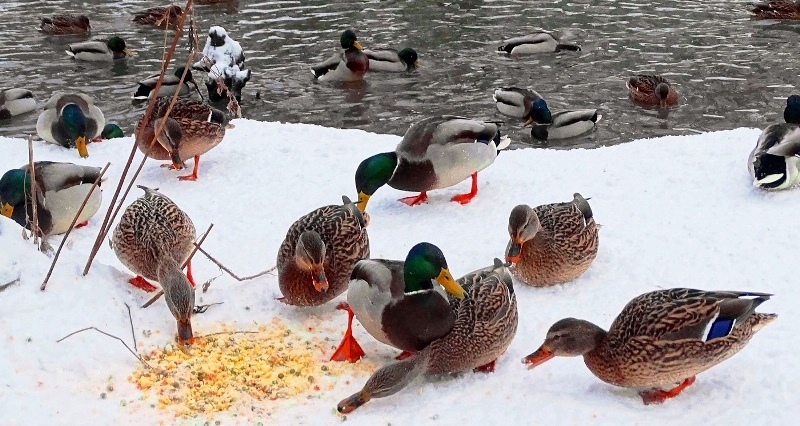 Как и чем кормить птиц зимой – разъясняет Кировская РИПРиООС