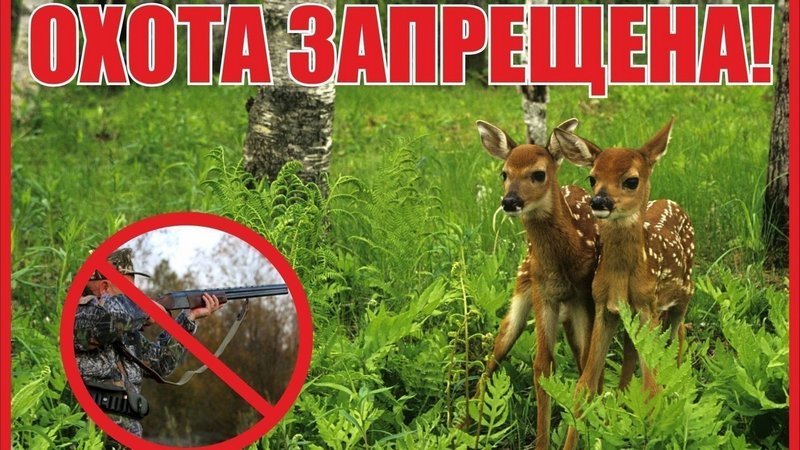 Решение Кировского райисполкома об установлении запретной для охоты зоны вокруг города Кировска и ее границ