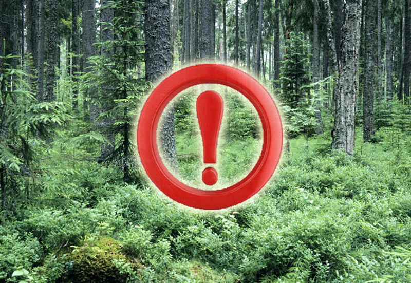 На Кировщине введён запрет на посещение лесных массивов