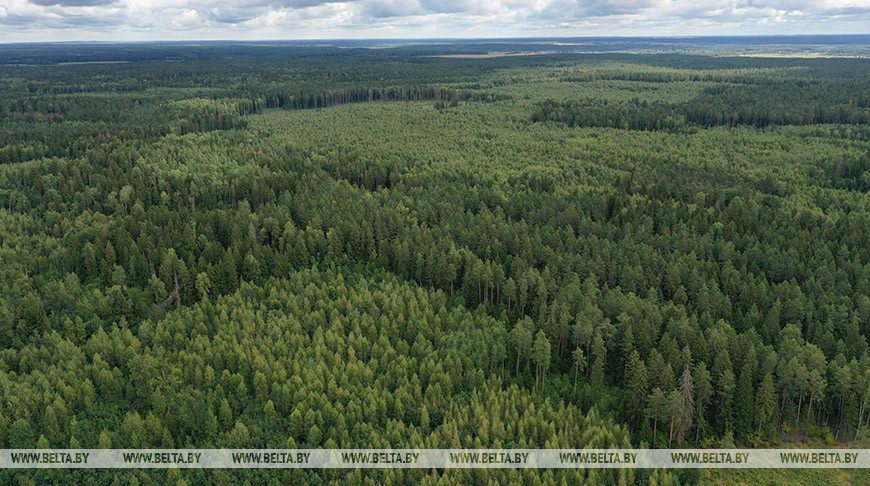 “Лес – это наше достояние”. Лукашенко доложили о работе и совершенствовании лесного хозяйства