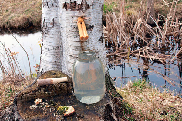 Сезон сбора берёзового сока на Кировщине