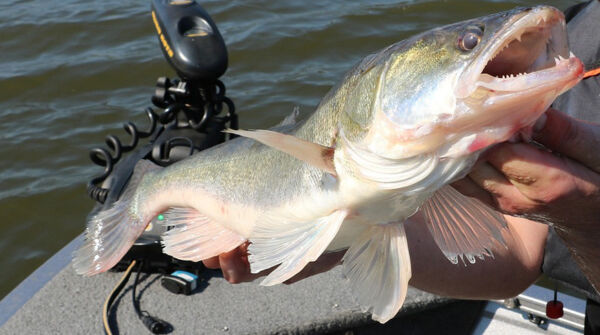 В Могилёвской области установлен запрет на лов судака